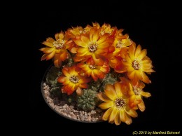 Sulcorebutia tarabucoensis HS125a 2165